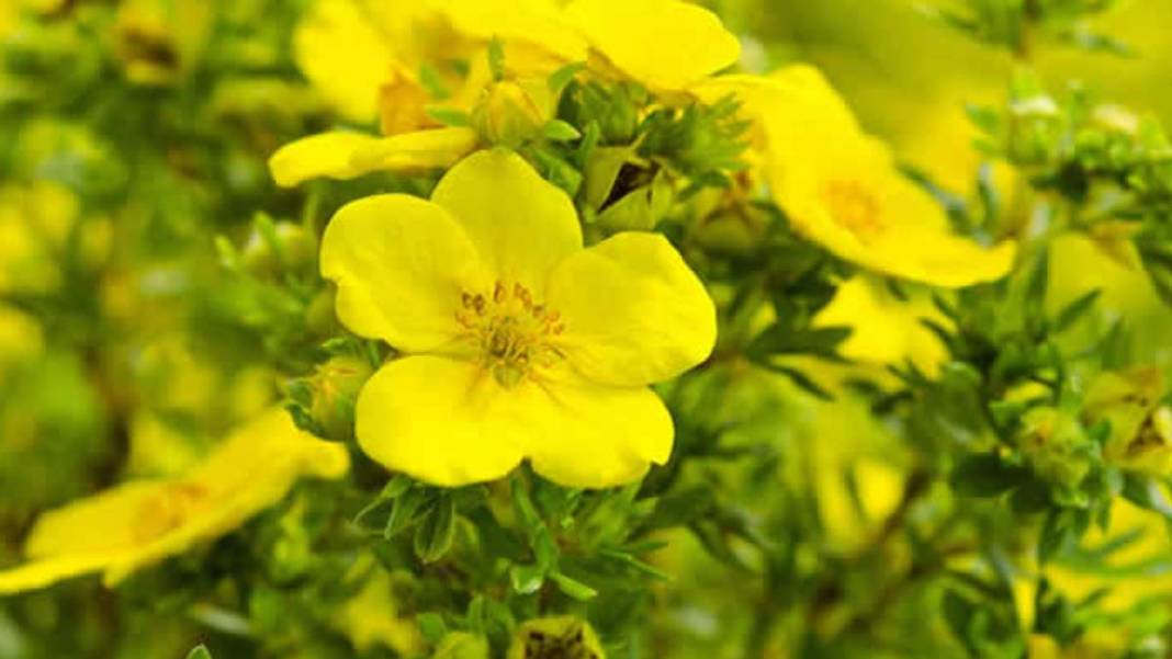 Bu bitkilerin bir tek ölüme çaresi yok! Bedava olduğu için kimse tavsiye etmiyor: Bu 9 bitki ile bir daha hasta olmayacaksınız 3